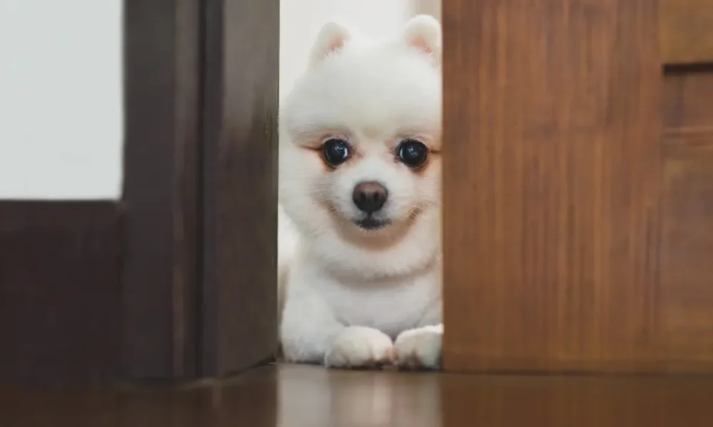 dog hide and seek toys