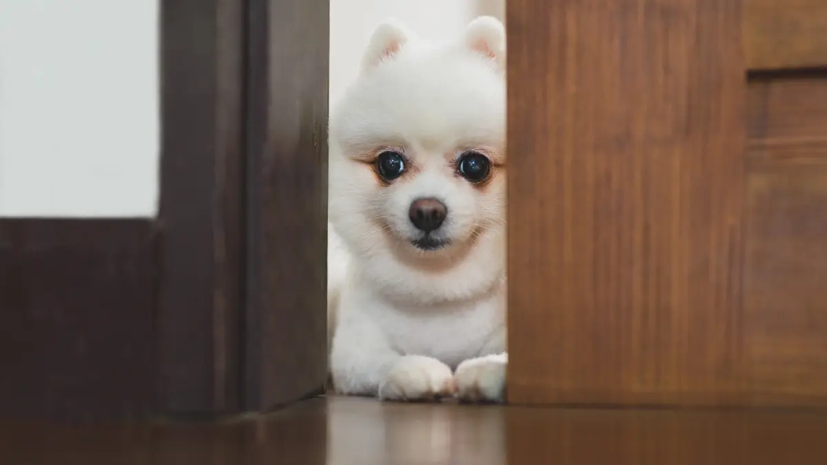 dog hide and seek toys